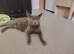 British Blue Short-haired KITTENS