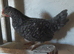 Chickens
