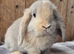 Mini lop babys ready now