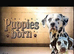 9 Beautiful Dalmation puppies