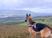 18month old German Shepherd bitch