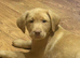 Beautiful KC registered farm bred Labrador's