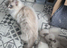 GCCF blue, seal and lilac point and mitted ragdoll boys