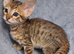 Exceptional F5 Savannah kittens