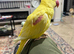STUNNING LUTINO ALEXANDRINE FEMALE PARROT FOR SALE