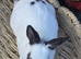 Mini Rex Kits for RESERVE