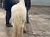 Gypsy cob