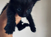 2 black kittens ready now.