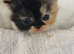 3 beautiful exotic kittens