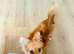 Beautiful Pomchi :)