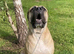 Mastiff pup