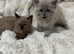 Two beautiful ragdolls