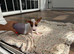 Jack Russel boy puppy dash
