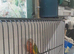 Pineapple conures