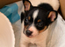 Stunning jack Russell puppies