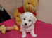 Champion Bloodline Ready 10th June Bichon Frise
