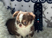 Chihuahua puppies from health tested parents