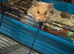 Female Syrian Hamster