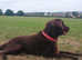 Stud liver flat coated retriever stud fee &pound;500.00