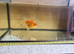 Fancy goldfish