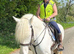 14.2hh appaloosa cob