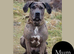 Great Dane x Cane corso puppies