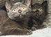 British shorthair girls