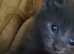 Kittens for sale