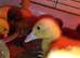 Cherry Valley and Caki Campbell Ducklings