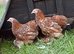 Two Pekin girls