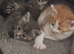 Beautiful friendly half ragdoll kittens