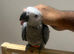 Stunning Friendly HandReared Tame African Grey Parrot,2