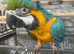 Ready Now Baby HandReared Friendly Super Tame Cuddly Blue & Gold Parrot,10