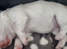 Adorable Hybrid Puppies &ndash; Cockapoo x Bichon Frise Mix