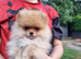 2 boy pomeranian