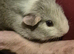5 adorable baby guinea pigs