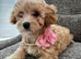 Last Tiny Cavapoochon Girl F1