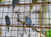 Baby budgies for sale in fife