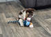 Tri coloured border collie