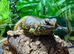 Proven Breeding Pair of Uromastyx Geyri at Birmingham Reptiles