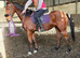 Thoroughbred gelding for sale