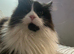 Female spayed Maine coon