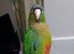 Conure