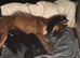 Bull Herder Puppies