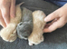 Persian/exotic kittens