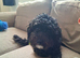 Male poochon puppy