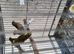 High-Quality Raza Canary Birds for Sale