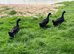 4 Drakes for sale (3 x Cayuga , 1 x Magpie)