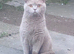 Reduced as he needs to find a home! GCCF active sweet lilac boy. Good with dogs,cats and kids