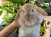 Mini Lop Baby&rsquo;s